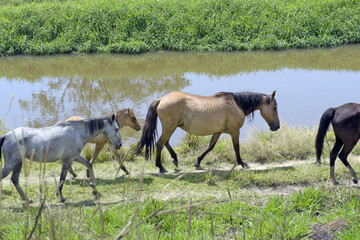 Obraz na płótnie Canvas Horses grazing in the blue river meadow