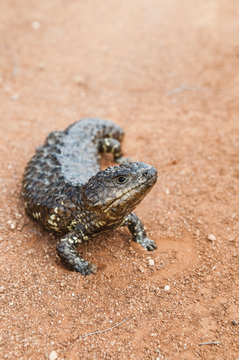 Blue tongue lizard on a dirt track, Australia. Latin name is Til