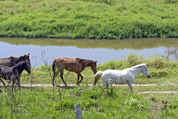 Horses grazing in the blue river meadow