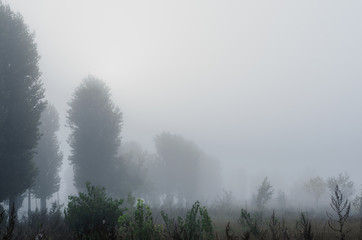 Fototapeta premium mglisty poranek jesienią na polu. uschnięta trawa. rodzaj samotności