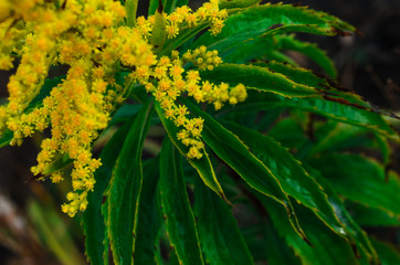 beautiful wild flowers Mimosa. macro, shooting from above