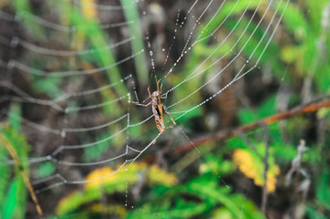 morning fog, autumn. field dry vegetation covered in cobwebs . the web hit the grasshopper.