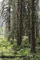 ホー・レインフォレスト