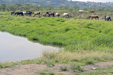 Horses grazing in the blue river meadow