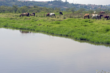 Horses grazing in the blue river meadow