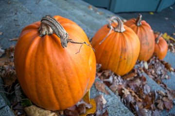 Closeup Focus Stem Pumpkins Orange Background Fall Halloween Autumn Seasonal Fresh Vegetable Decoration