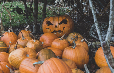Scary Pumpkin Orange Fall Halloween Autumn Seasonal Fresh Vegetable. Spooky look