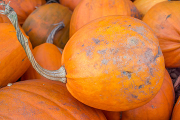 Abstract Closeup Pumpkin Orange Texture Background Fall Halloween Autumn Seasonal Fresh Vegetable