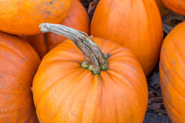 Abstract Closeup Stem Pumpkin Orange Texture Background Fall Halloween Autumn Seasonal Fresh Vegetable
