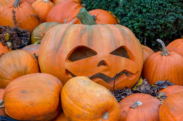 Abstract Closeup Pumpkin Orange Texture Background Fall Halloween Autumn Seasonal Fresh Barrel