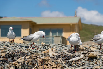 Angry Seagulls In Front Of New Zealand Beach Home 