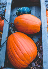 Long Wooden Box Pumpkin Orange Texture Background Fall Halloween Autumn Seasonal Fresh
