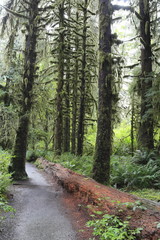 ホー・レインフォレスト