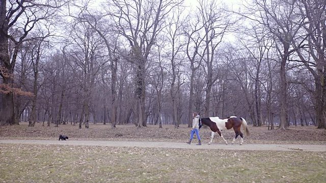 Female horse lover on a walk with paint horse and small black dog 4K