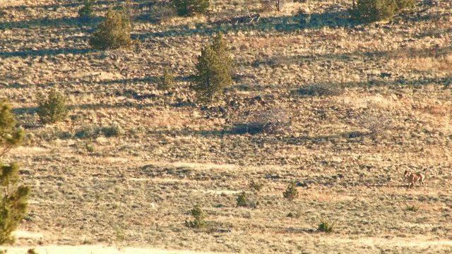 Distant pregnant kiger mustang mare 2 Wild Horses Steens Mountain Near malheur Wildlife Refuge 20