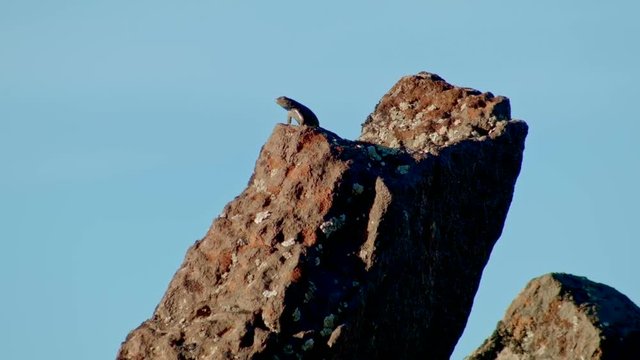 Dominant Sagebrush Lizard Steens Mountain Near malheur Wildlife Refuge 8