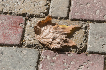 dry autumn maple leaf