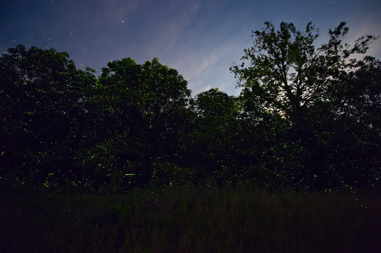 Thousands of Fireflies in the Woods