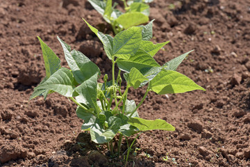 Close-up of growing bean sprouts