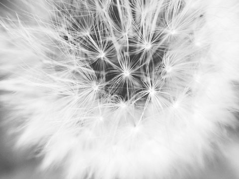 Closeup of A Dandelion