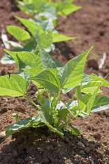 Close-up of growing bean sprouts