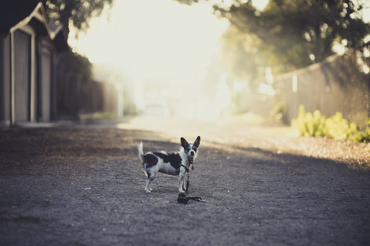 Small Black And White Terrier Dog Alone In Backlit Alley With Gravel