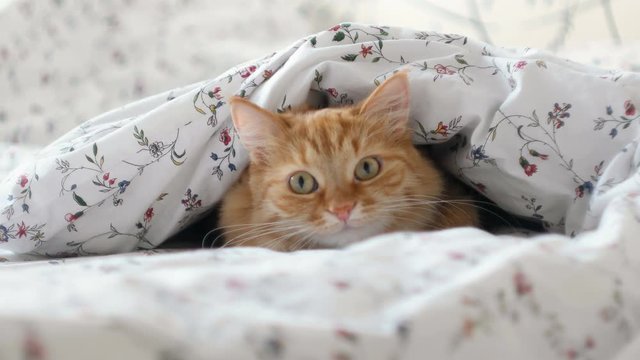 Cute ginger cat lying in bed, hiding from people under a blanket. Fluffy pet looks curiously.