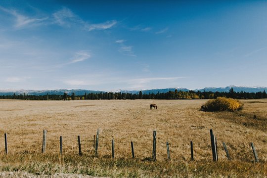 Horse in a field.