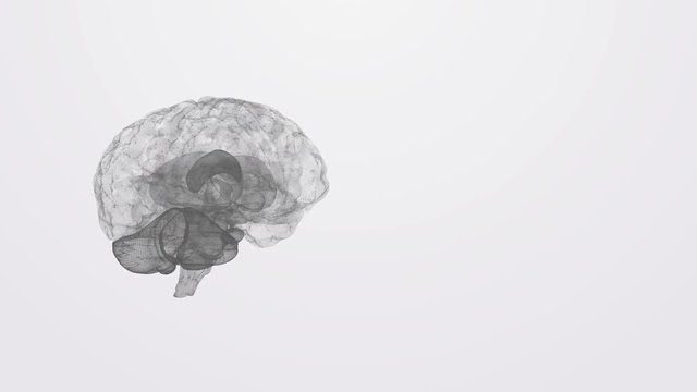 Spinning brain with plexus