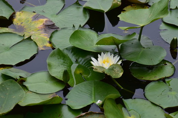 Water Lily