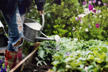 Woman watering organic fresh agricultural product