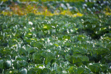 Irrigation system for watering cabbage field