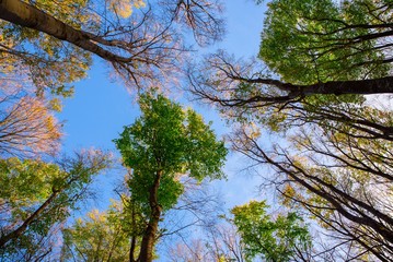 Beautiful part of the forest
