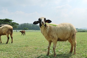 Sheep on the farm