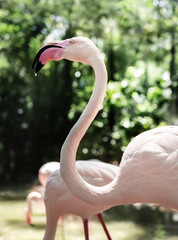 Fototapeta premium Closeup of pink flamingo bird at the zoo