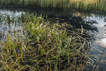 Silver cobweb near Kladska village