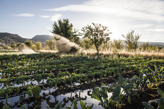 Watering of an organic kale field