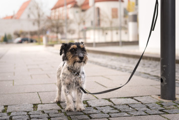 Jack Russell angebunden - Hund wartet auf Besitzer - obrazy, fototapety, plakaty