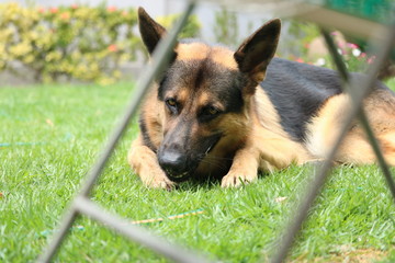 German Shepherd eating bone 2