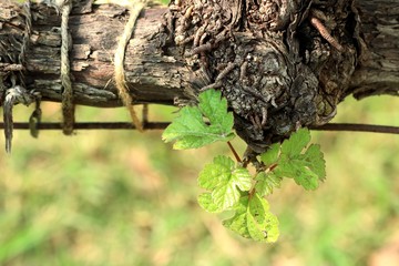 Grape leaves new sprouting