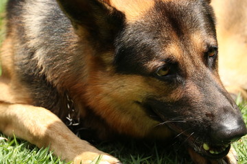 a happy german shepherd