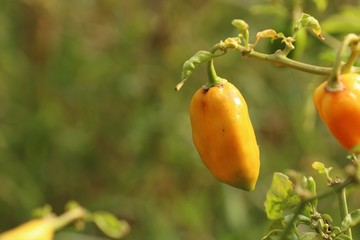 Brazil peppers in garden