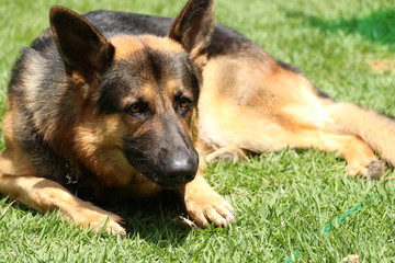 german shepherd posing for the camera