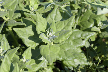 Close-up of spinach leaves in vegetable garden