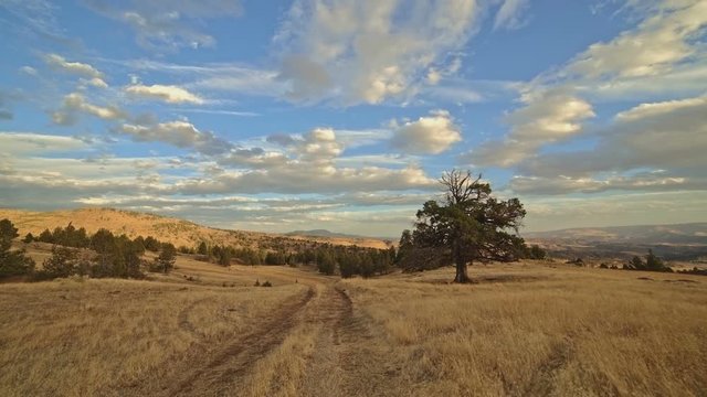 Empty dirt road in a desert field next to old growth western juniper tree