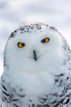 Snowy Owl