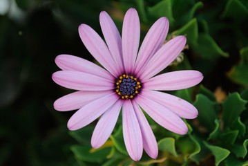 Fototapeta premium Flor