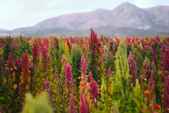 Quinoa growing in the Bolivian altiplano