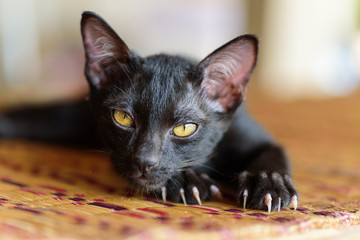 Black kitten with claw and scratch on the mat