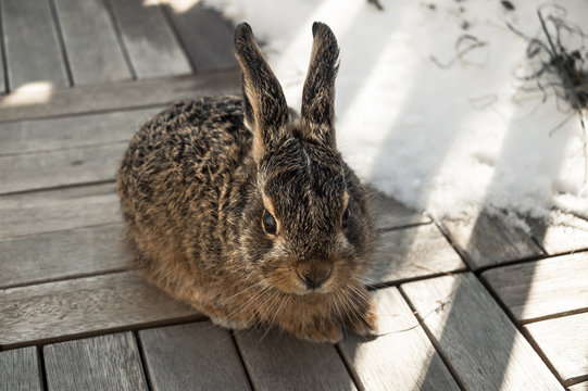 young hare sitting outside on wooden surface